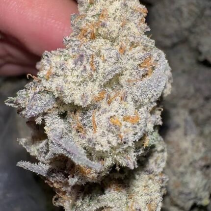 frost fairy