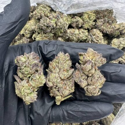 jungle cake strain